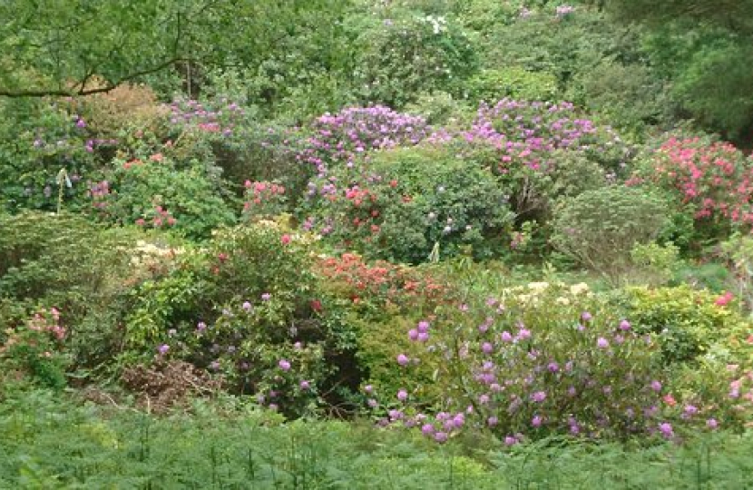 Rhododendrons